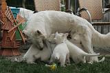 TETER - BERGER BLANC SUISSE 025